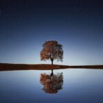tree-g446160556_1280