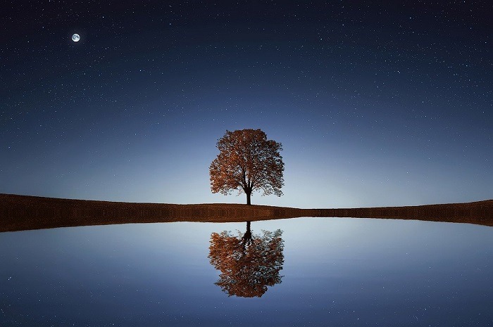 tree-g446160556_1280