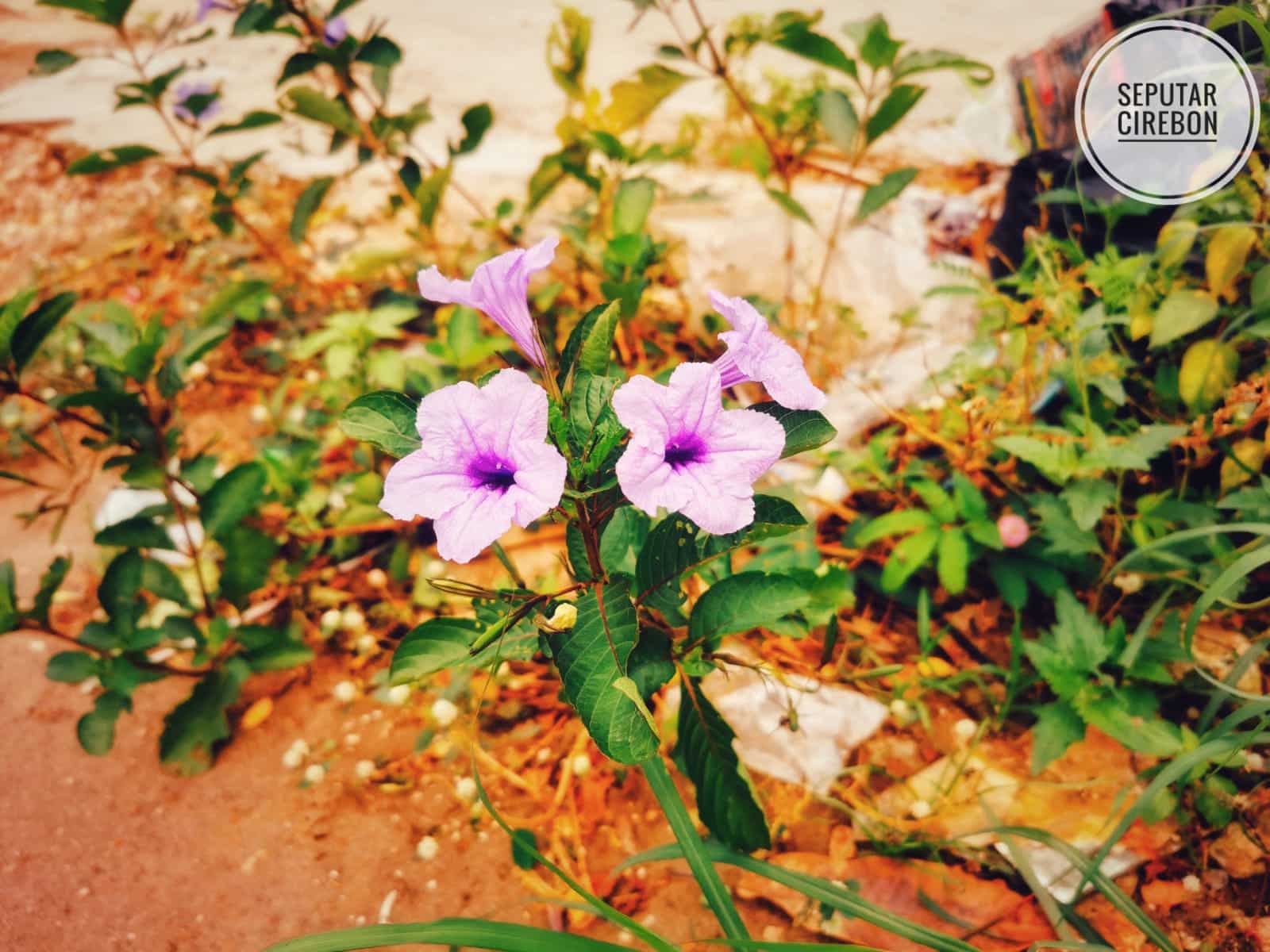 Bunga Telang di Pinggir Jalan: Tanaman Sederhana dengan Manfaat untuk Kesehatan Warga