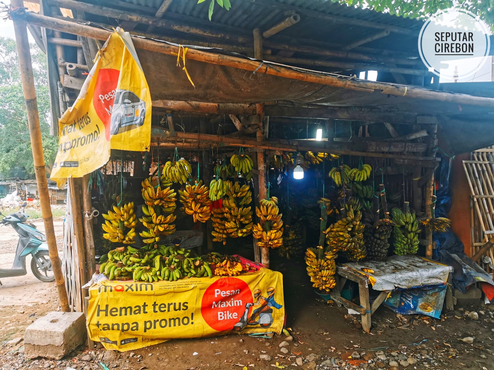 Di Bawah Atap Sederhana, Pisang-Pisang Kalitanjung Menyapa Kota